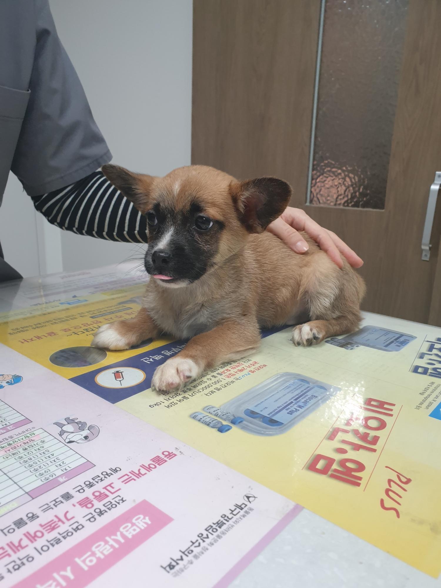 대구시수의사회(평리)_427343202300365
